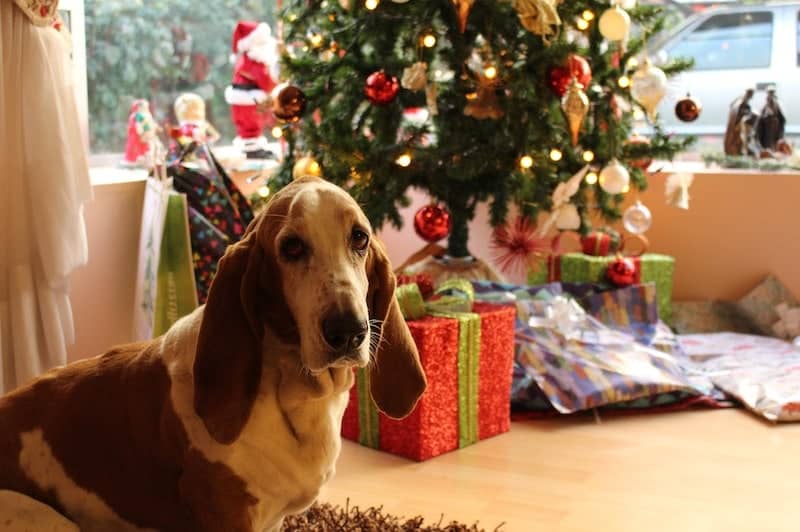 How to Dog-Proof a Christmas Tree – 7 Vet Approved Tips