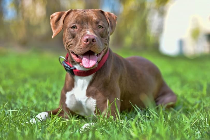 How Much Does a Pitbull Cost? 2023 Price Guide