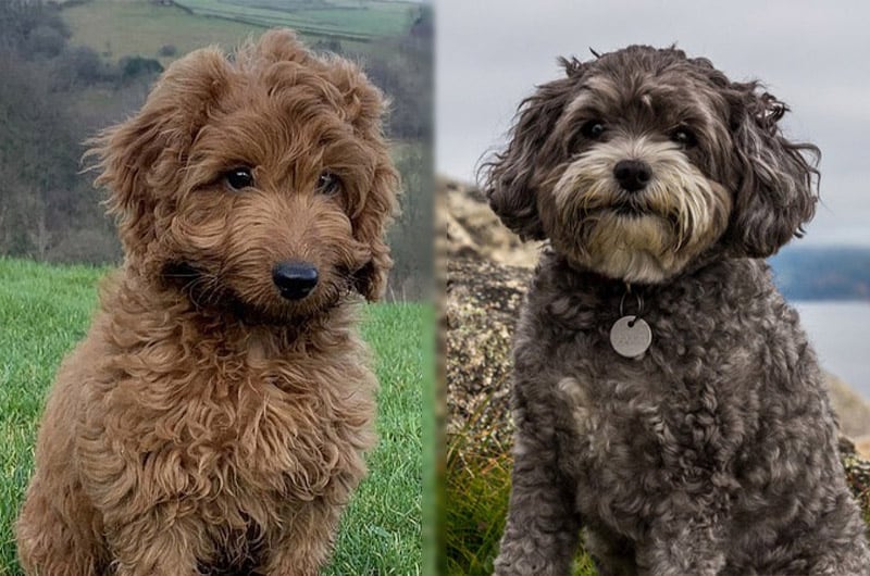 Cockapoo vs Maltipoo: How Are They Different?