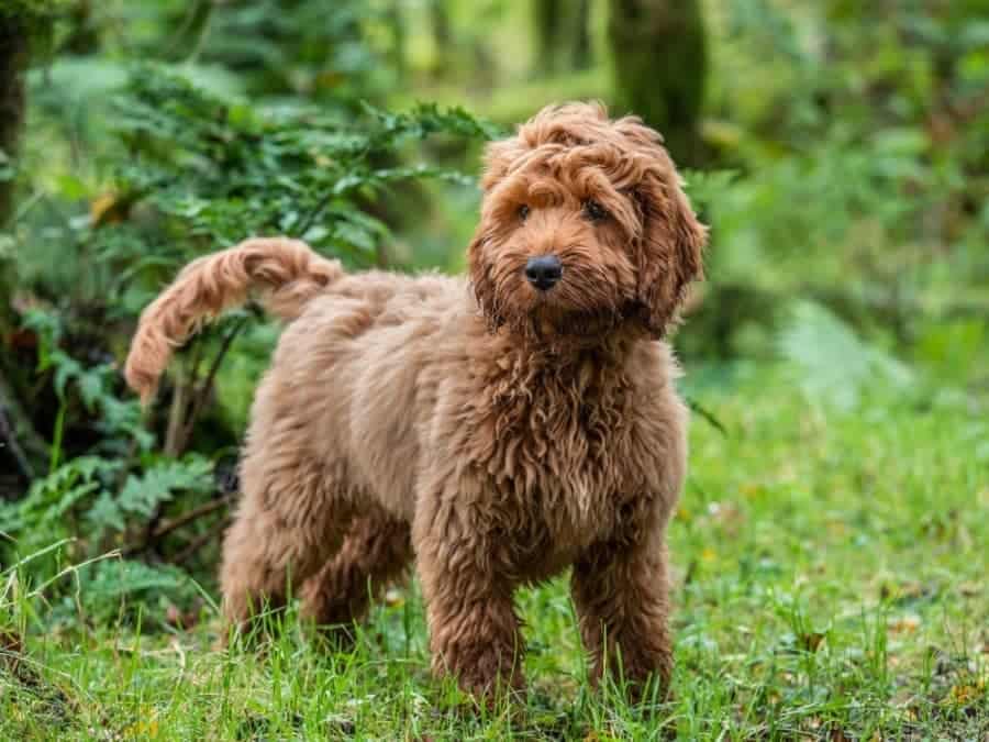 8 Tips on How to Train a Cockapoo – Vet Approved Advice