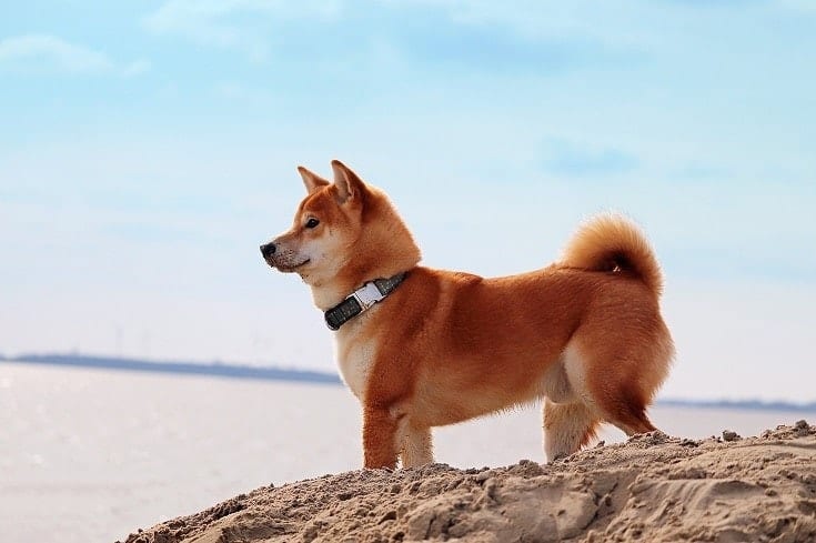 15 Amazing Dog Friendly Beaches in Delaware (2023 Update)